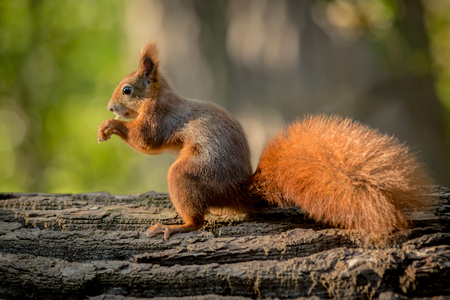 Squirrel animal in natural environmentの写真素材