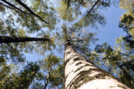 birch forestの写真素材