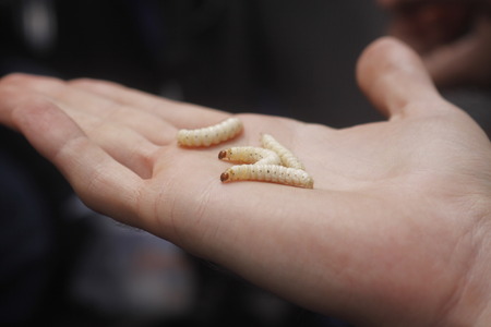 Bamboo worms in handの写真素材
