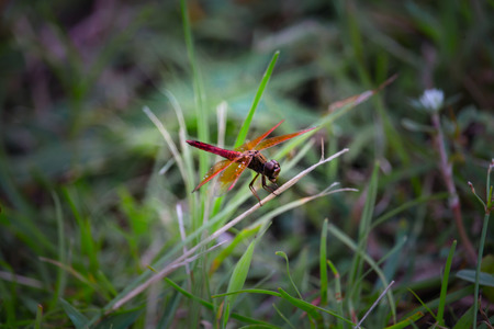 Dragonflyの写真素材