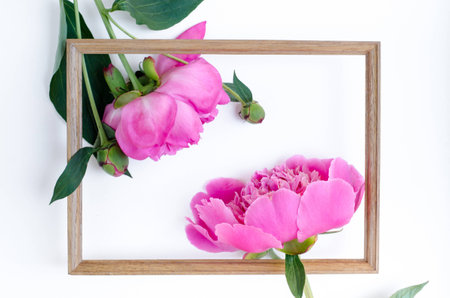 Pink peony flower in frame Flat lay Nature concept on white background with copy space for greeting message creative layout. Mother's Day and spring background concept.の写真素材