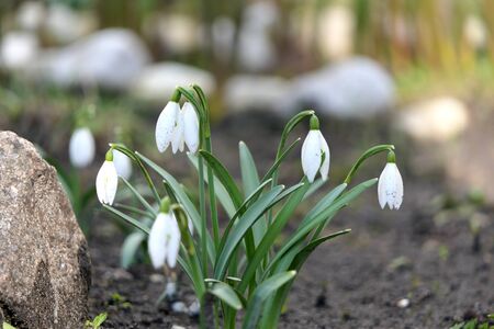 6 small snowdrop flowers stagger in the wind.の写真素材