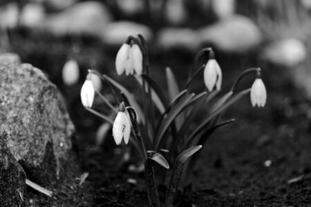 Cute snowdrops that lowered their heads.の写真素材