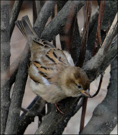 Sparrow with spotted wings on a twig.の写真素材