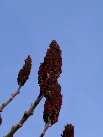 Not an ordinary branch with dried exotic flowers.の写真素材