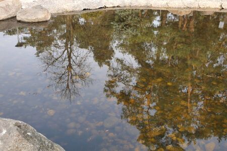 A wonderful reflection of trees in a quiet lake.の写真素材
