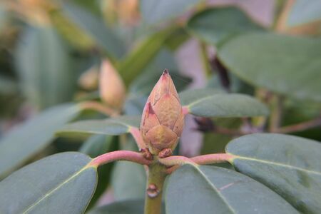 A cute pale pink flower that has not yet blossomed.の写真素材
