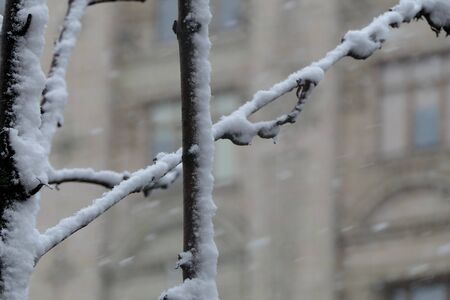 Gentle snow-covered branches - crosswise.の写真素材