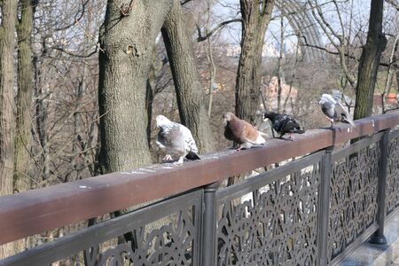 Four pigeons in a march stride along the park fence.の写真素材