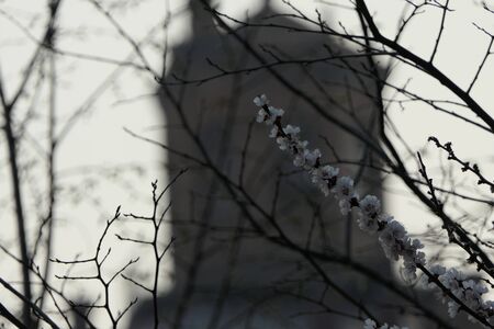 Straight branch of the Apricot tree, which blooms with pink flowers and rushed up to the sky.の写真素材