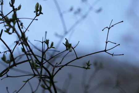Since last year, a yellowed leaf has remained on the branch, and new leaflets are already appearing...