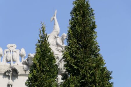 The slender, green branches of an evergreen tree are thujaの写真素材