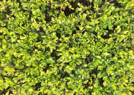 Texture of small dense leaves of fresh green shrubs in a continuous canvas of natural pattern