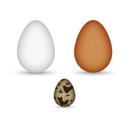 Set of brown and white chicken eggs and quail egg speckled isolated on white background realistic vector clipart.のイラスト素材