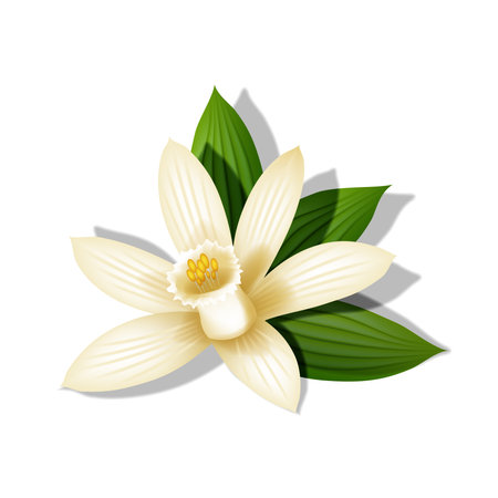 The vanilla flower with green leaves realistic 3d vector mockup isometric view with shadows isolated on white, a delicate orchid blossom used for natural flavor, food, and cosmetic product design.のイラスト素材