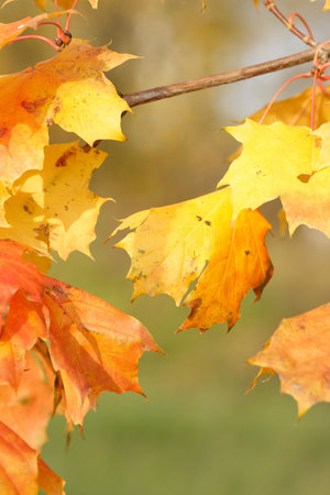 Yellow and red leaves of the plant, fuzzy background.