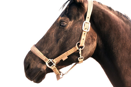 horse  head under the white backgroundの写真素材