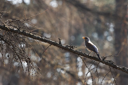 Bird on a tree branch