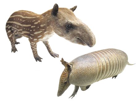The image of armadillo and tapir under the white background. Focus is under the head of an armadillo.の写真素材