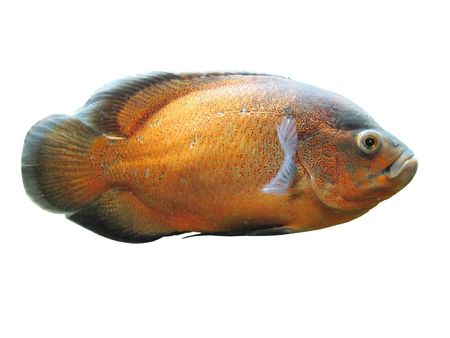 The image of fish under the white backgroundの写真素材