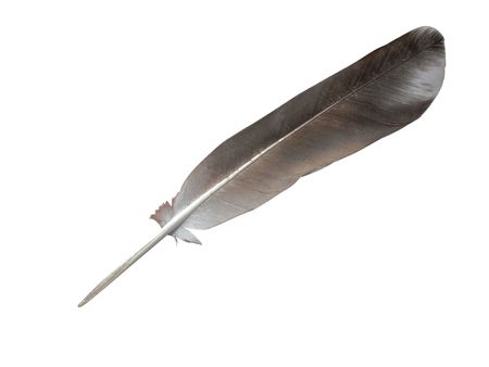 The image of feather under the white backgroundの写真素材