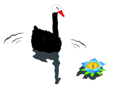 Vector illustration of black swan under the waterのイラスト素材