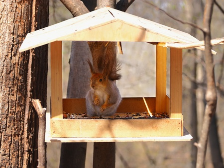 The image of squirrel sits in a feeding troughの写真素材