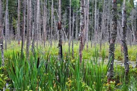 Landscape with the image of bogの写真素材