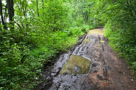 The image of a forest road on Valdai, Russiaの写真素材