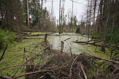 Landscape with the image of bog