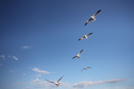 The image of seagullsの写真素材
