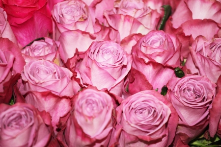 The image of flowersの写真素材