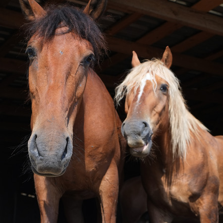 Couple of horsesの写真素材