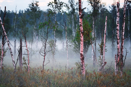 the image of a panorama of the morning mist on the lake in the woodsの写真素材