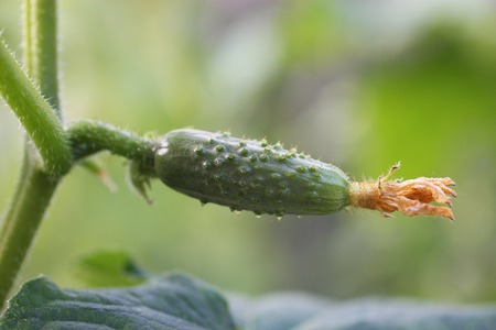 the image of a cucumberの写真素材