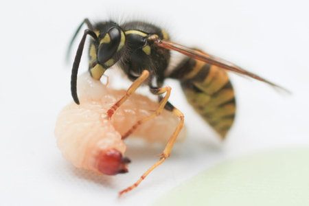 the image of a wasp eats a larva of a wormの写真素材