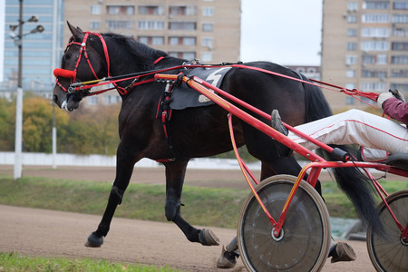 image of a carriage, horse and rider on a horse race at the trackの写真素材
