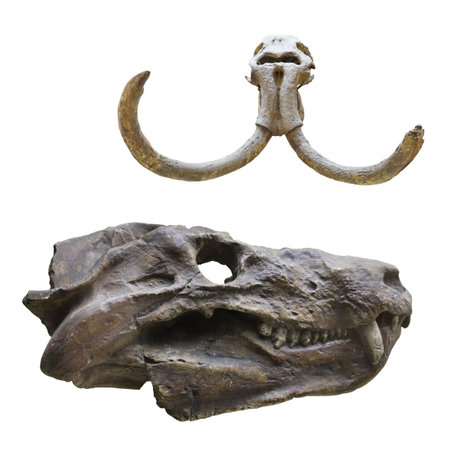 The image of dinosaur's skullの写真素材