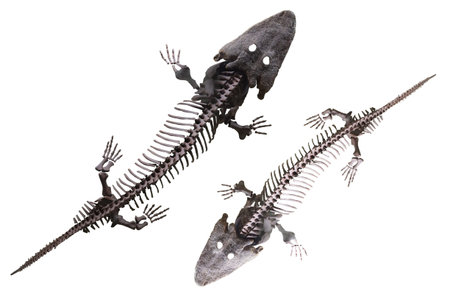 The image of dinosaur's skeleton
