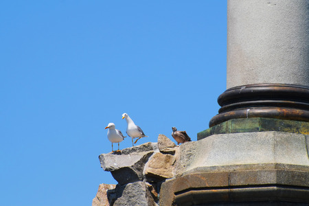 gulls on the rocksの写真素材