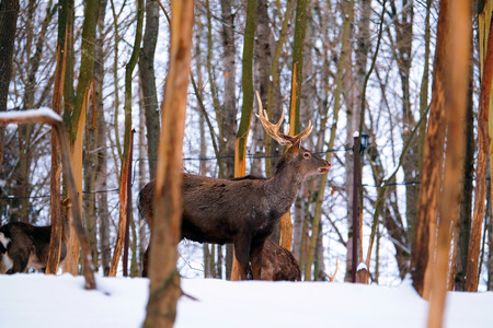 Young deer in winter forestの写真素材
