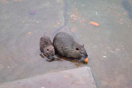 The image of a nutriaの写真素材