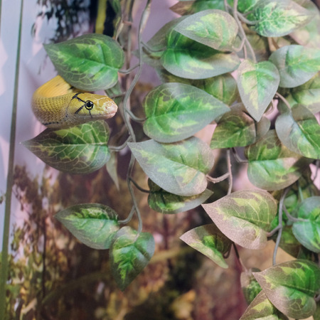 The image of a snakeの写真素材