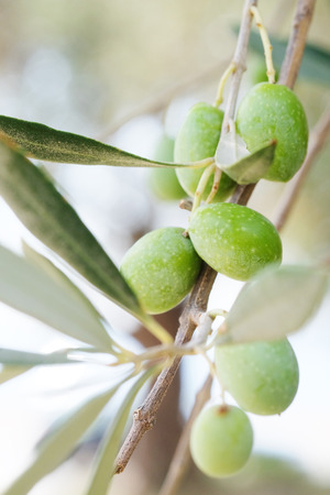 The image of an olive branchの写真素材