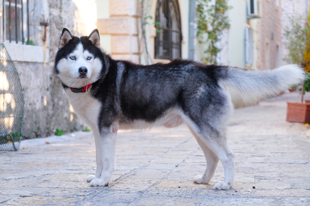 dog of Siberian Husky breedの写真素材