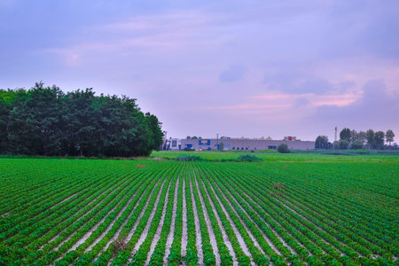 Italian agricultural summer landscape