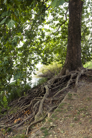 The image of roots of an old tree on the river bankのeditorial素材