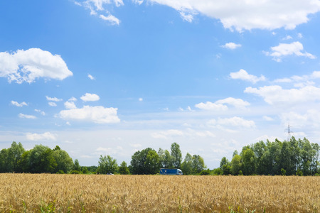 The image of a wheat fieldのeditorial素材