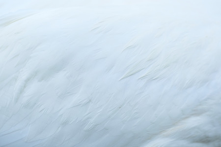 Background with the image of bird featherの写真素材