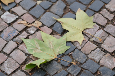 Background with the image of a stone pavementの写真素材